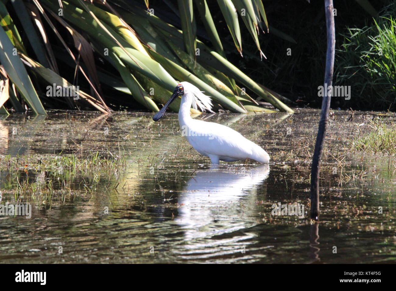 Royal spoonbill Stock Photo - Alamy