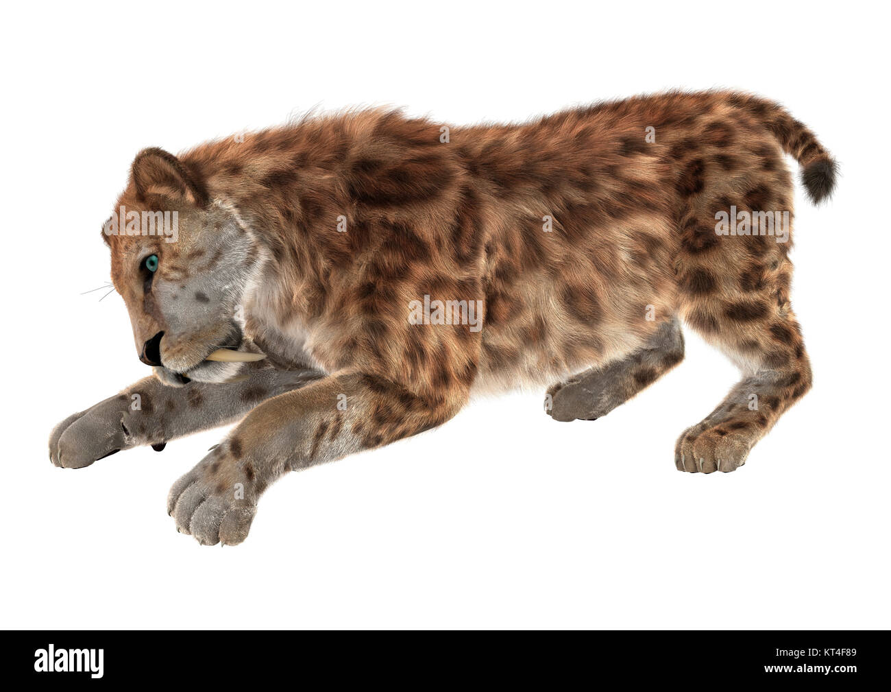 3D Rendering Sabertooth on White Stock Photo