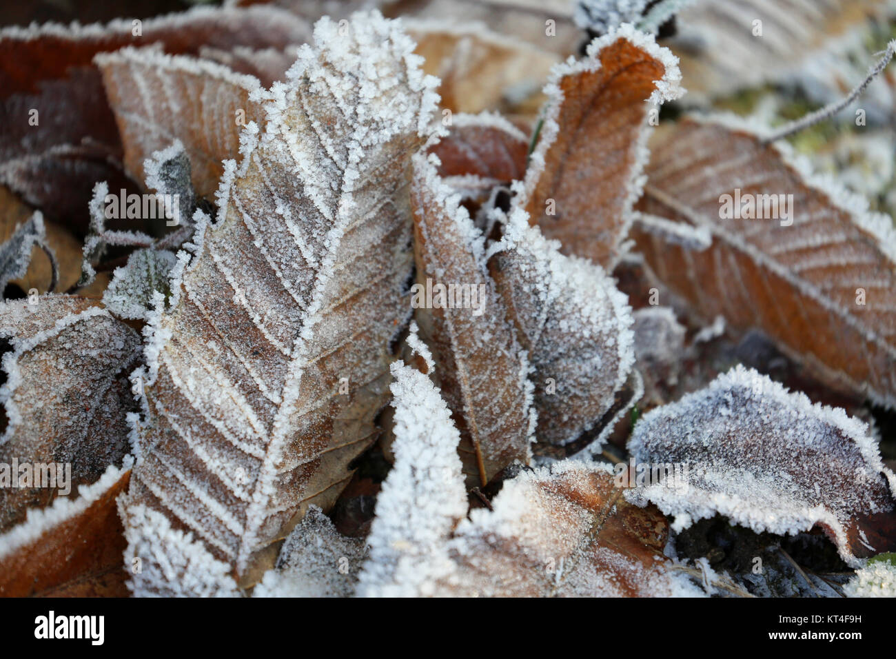 leaves with ice crystals in winter Stock Photo