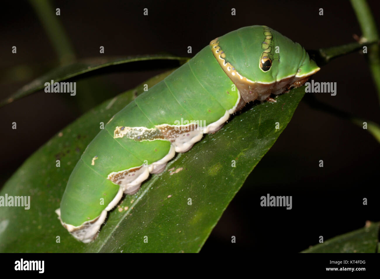 tiger swallowtail caterpillar Stock Photo Alamy