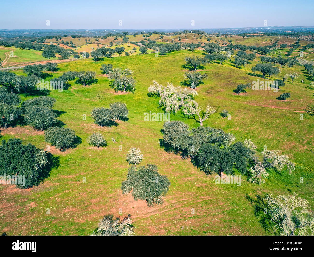 Aerial View Green Fields with Trees Stock Photo - Alamy