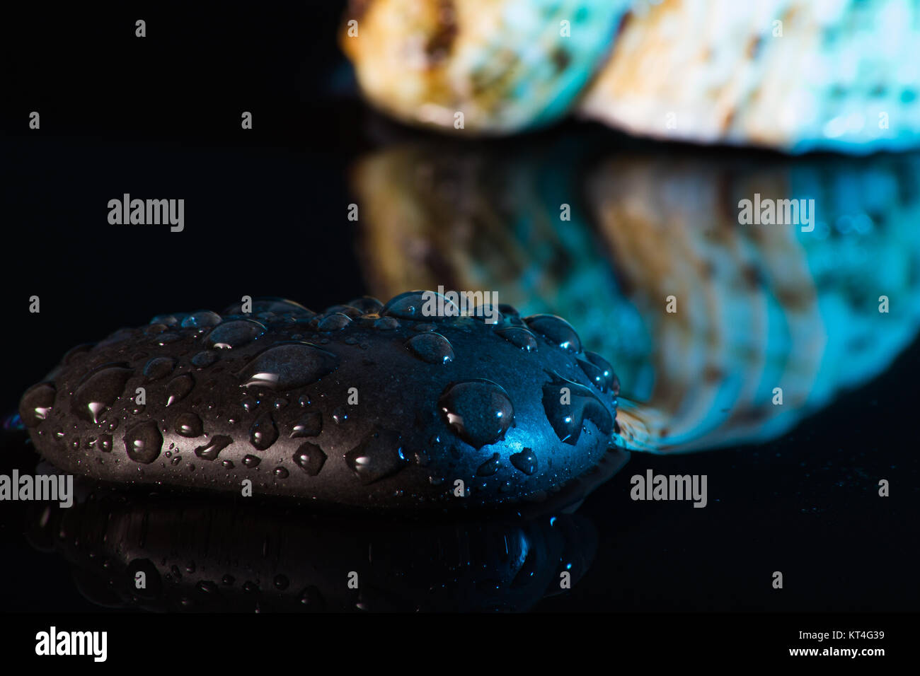 shell with water reflection Stock Photo - Alamy