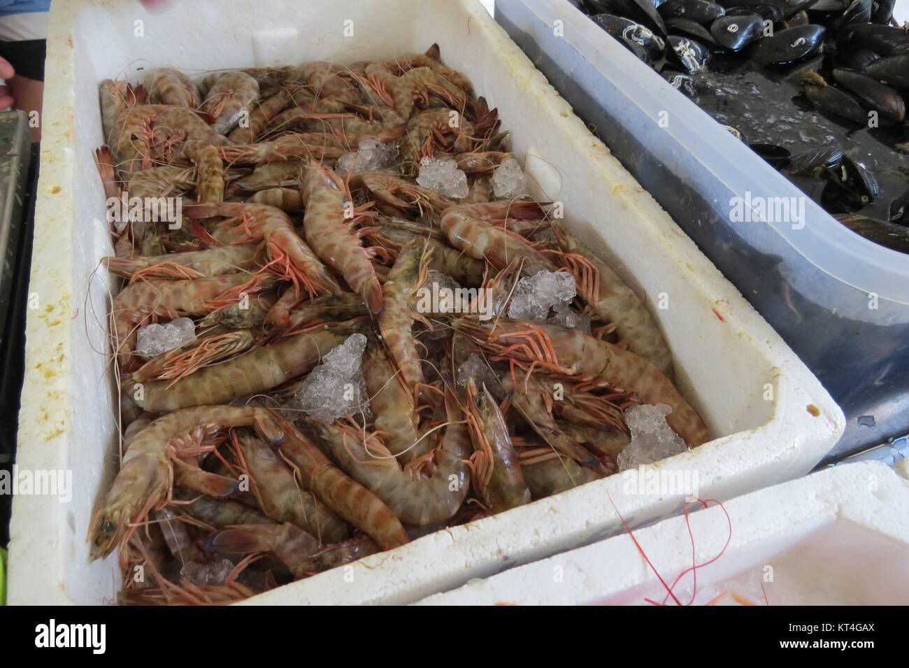 Fresh prawn (shrimp) from Adriatic sea in the fish market in Bar