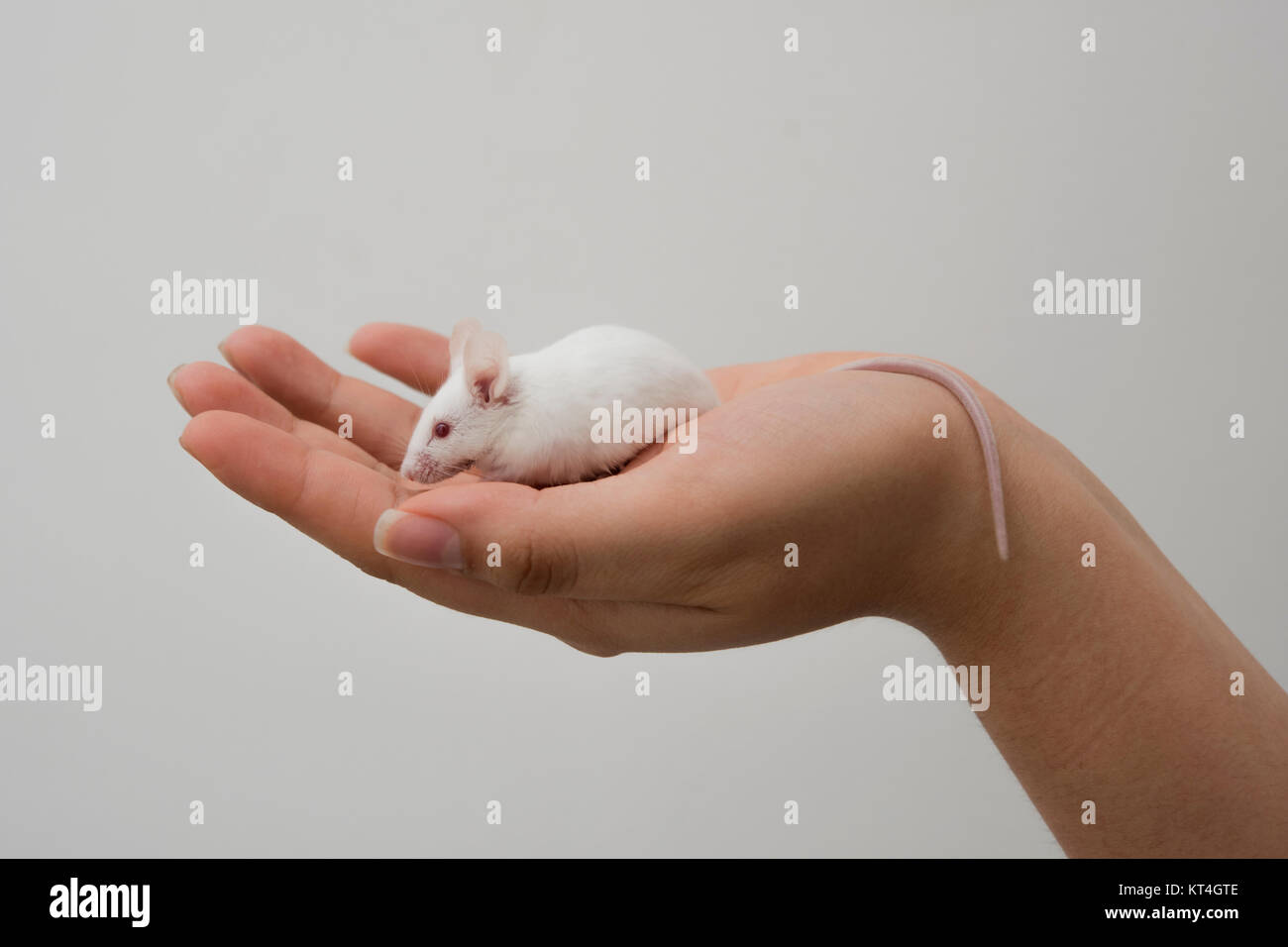 White mouse in hand Stock Photo
