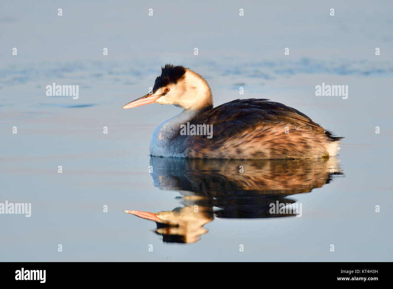 grebes in plumage Stock Photo