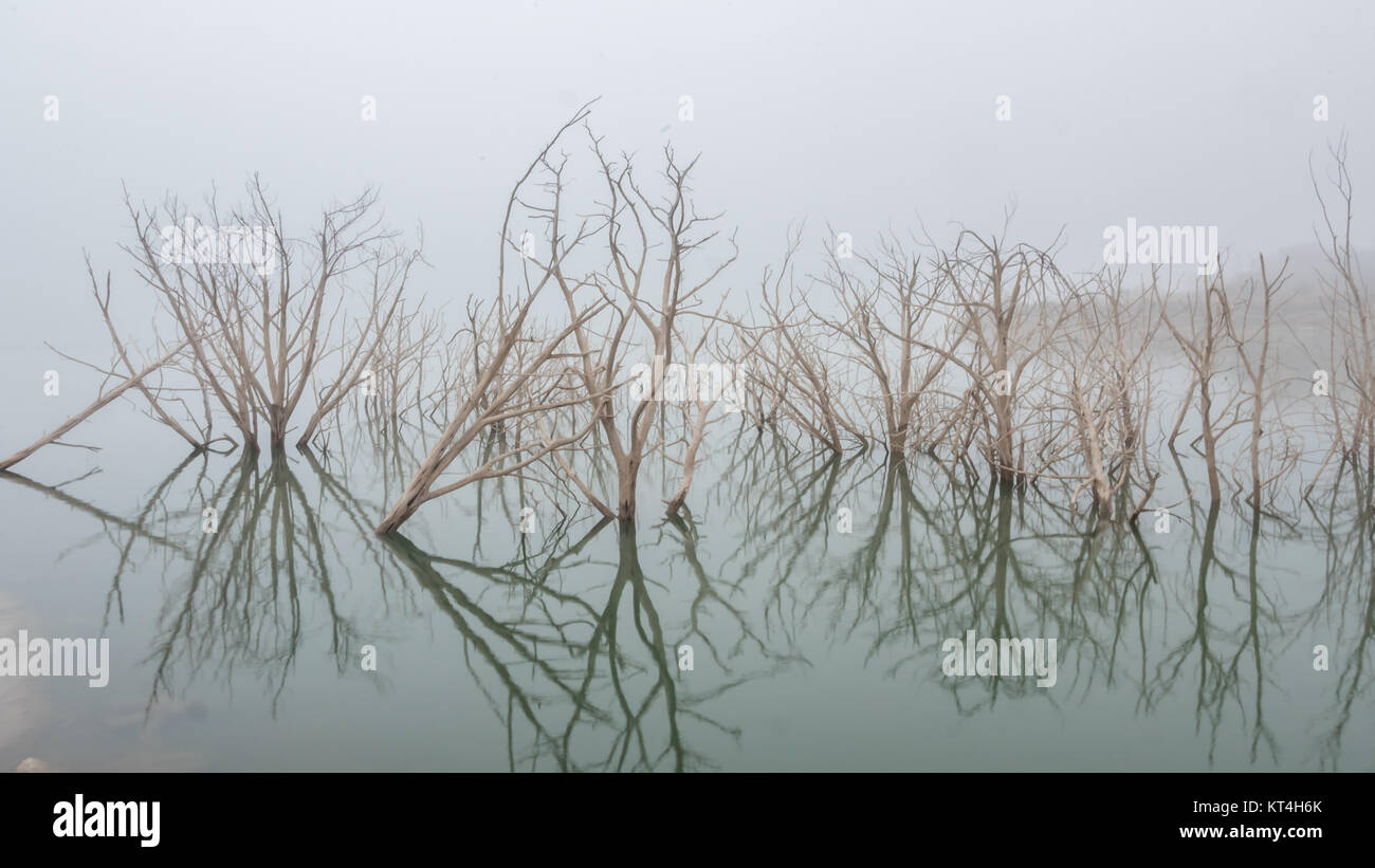 White Trees Coming Out of Lake in a Dense Fog Day Stock Photo - Alamy