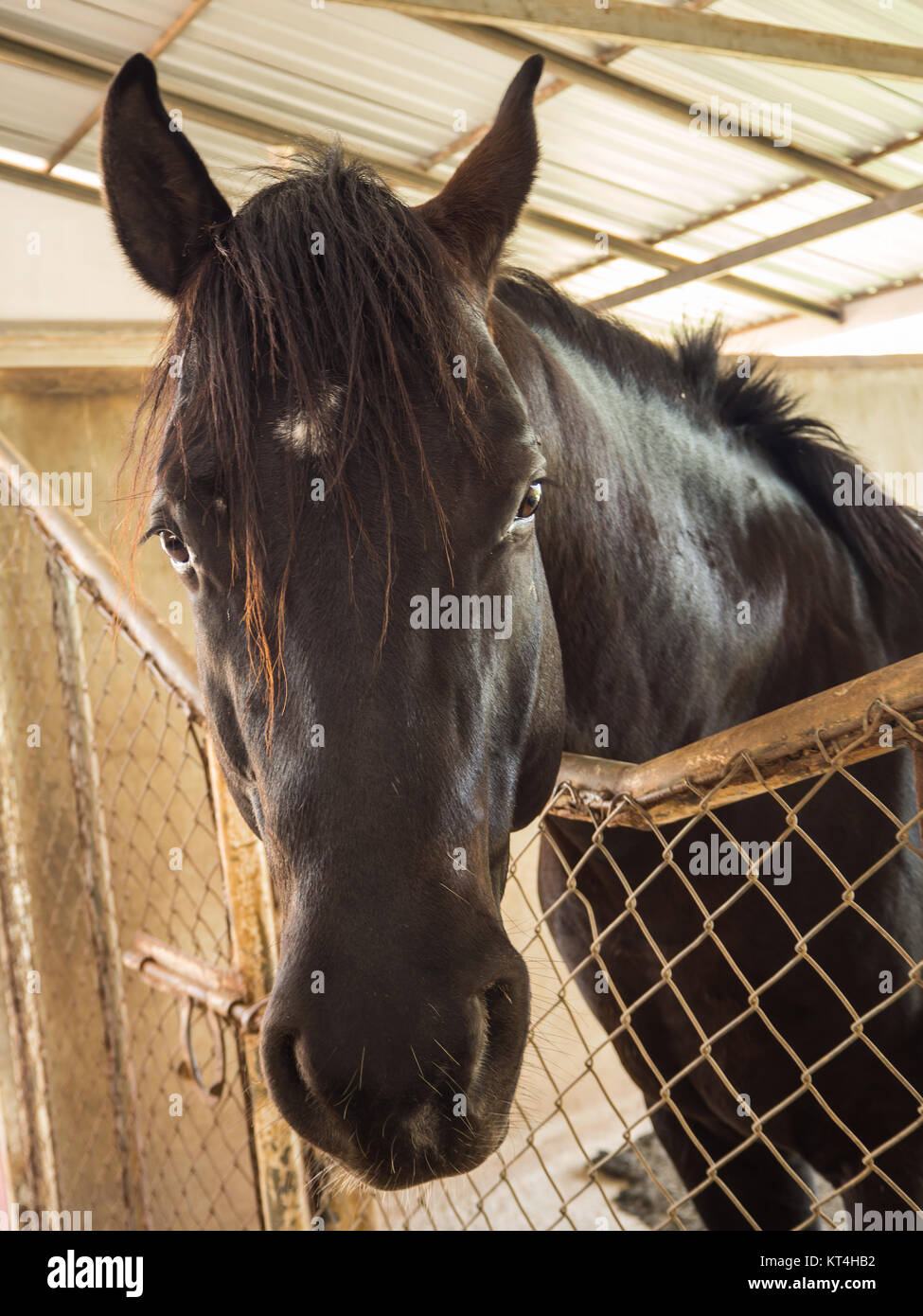 Nice closeup horse hi-res stock photography and images - Alamy