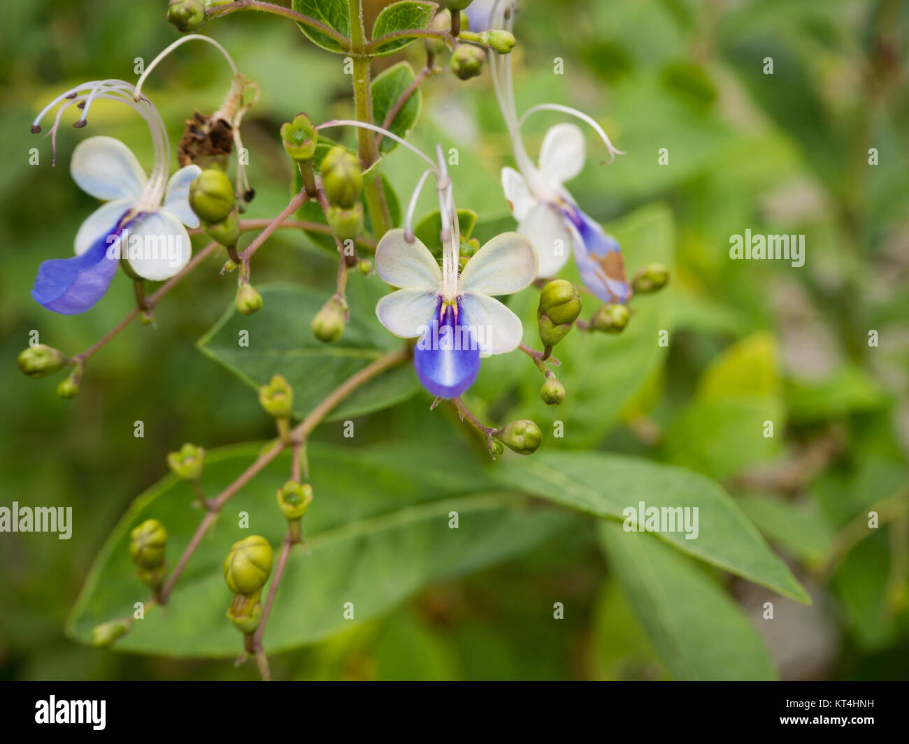 Beautiful red flower, mountain background Stock Photo - Alamy
