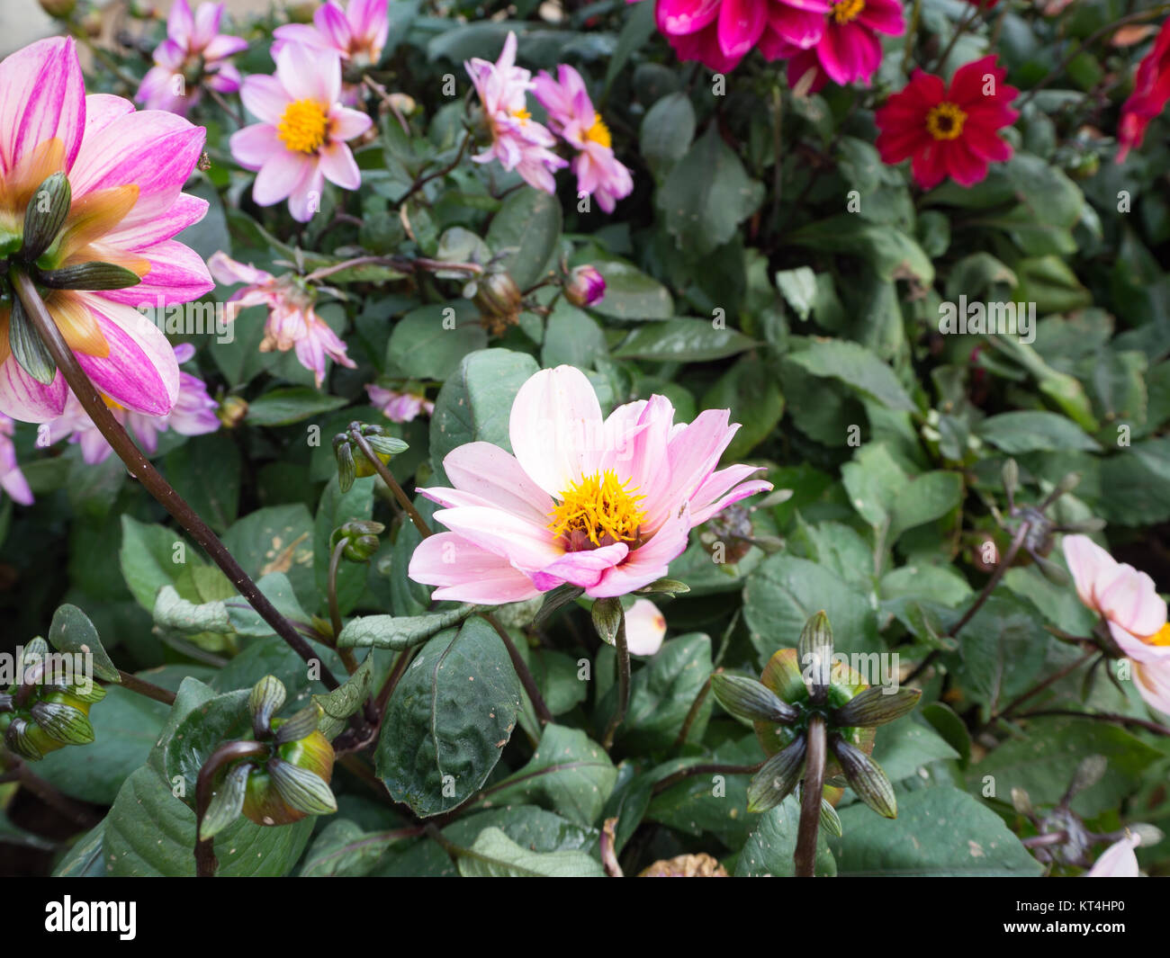 Beautiful red flower, mountain background Stock Photo - Alamy