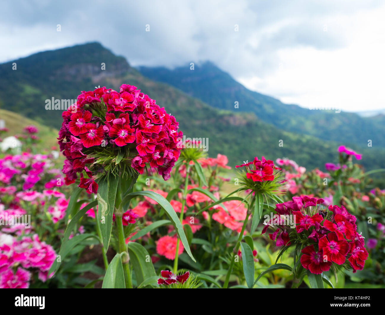 Beautiful Red Flower Mountain Background Stock Photo Alamy
