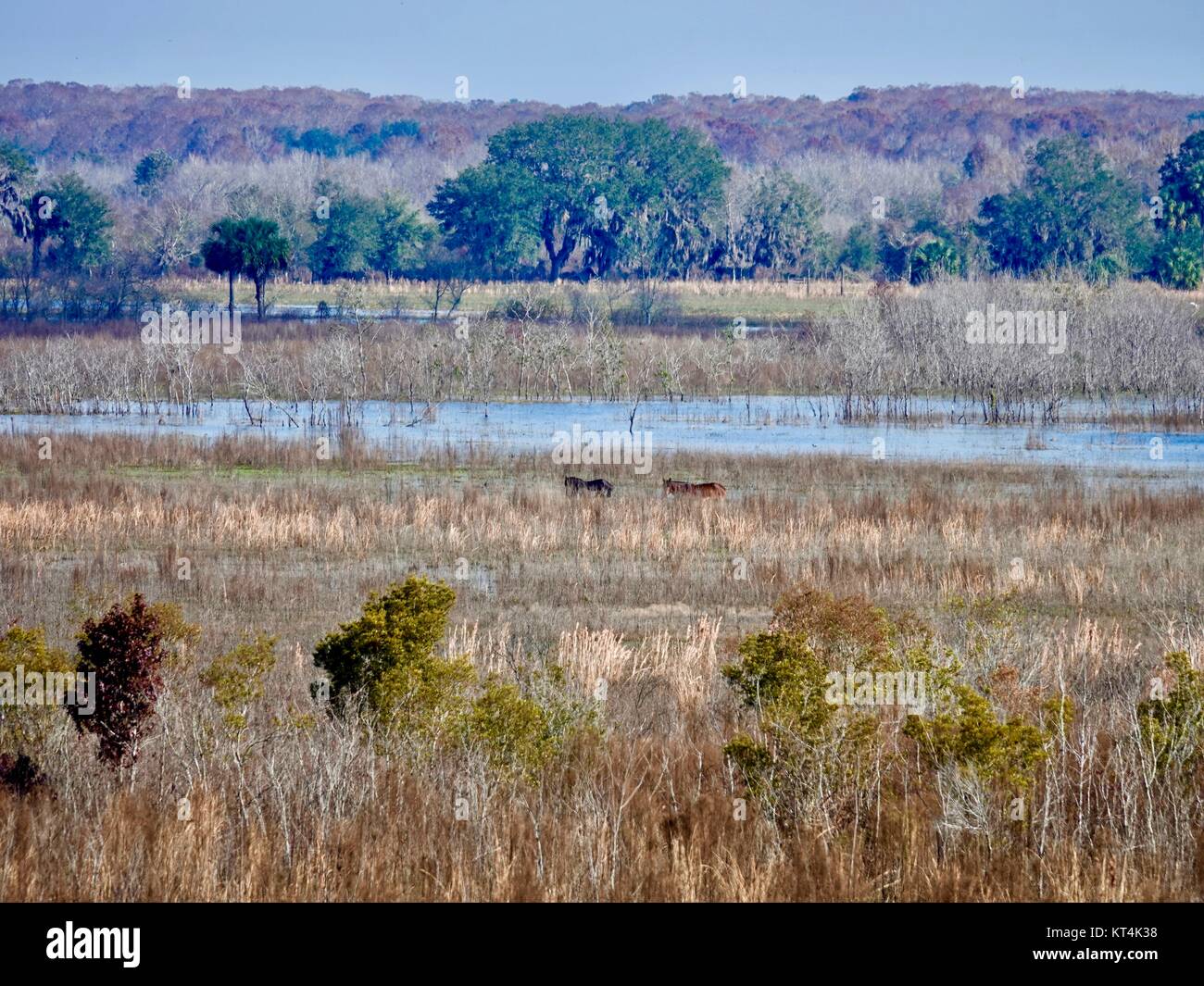 Wild, reral, horses in distance, Paynes Prairie Preserve State Park, Micanopy,Florida, USA. Stock Photo