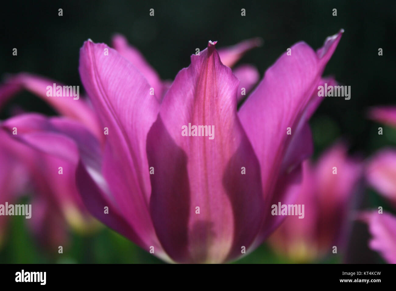 Close up of a fuchsia tulip lit by the sun Stock Photo