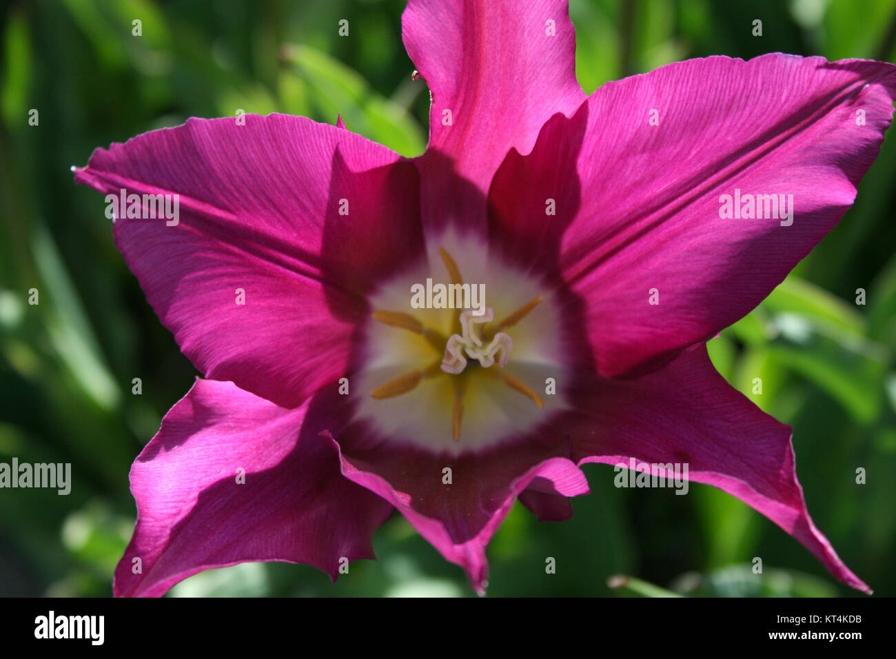 blooming fuchsia tulip lit by sunlight Stock Photo