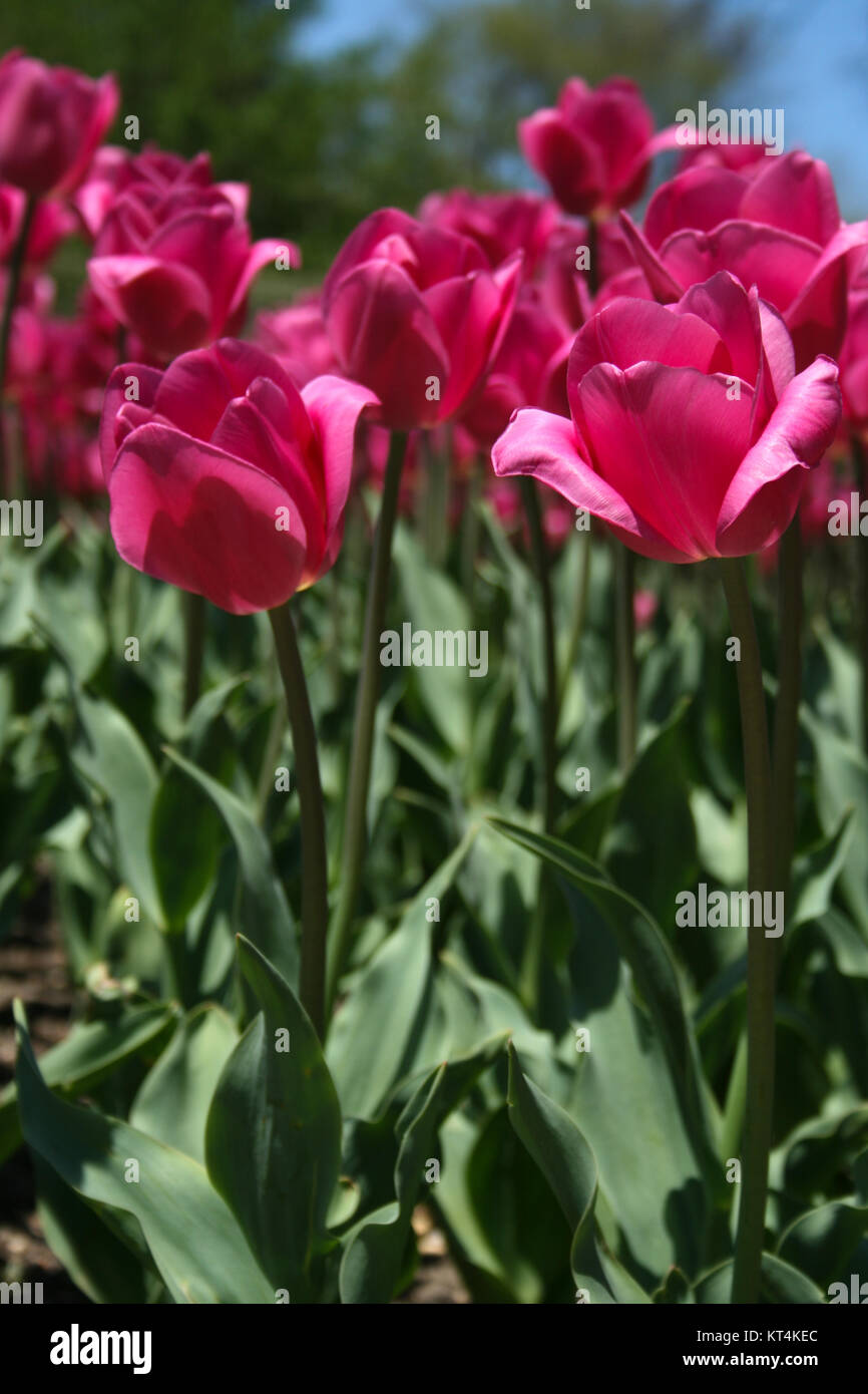 Long Stem Pink Tulips Stock Photo Alamy