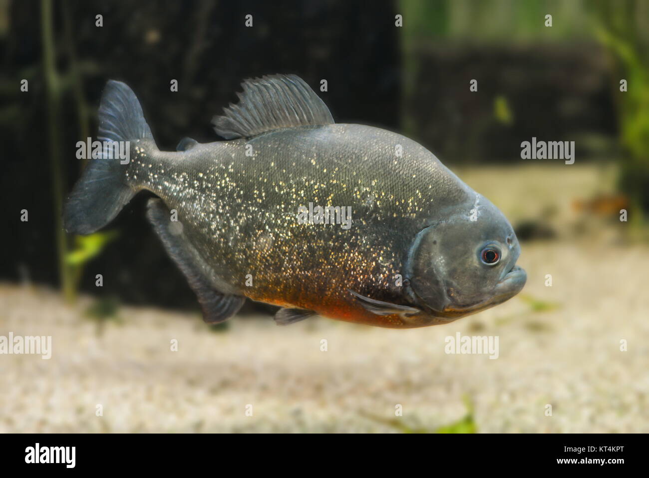 Freshwater fish with big scales hi-res stock photography and images - Alamy