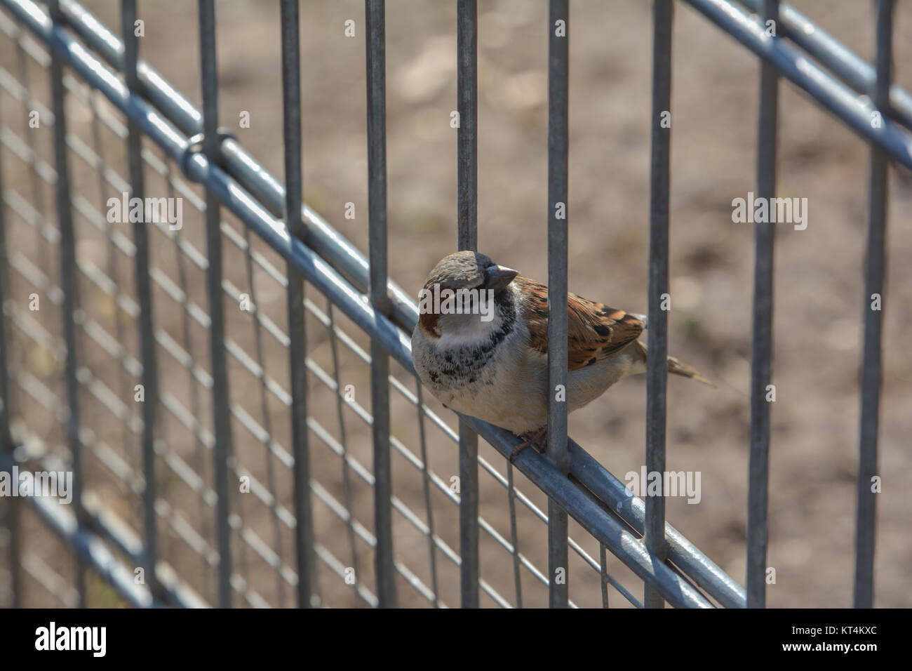 little sparrow Stock Photo