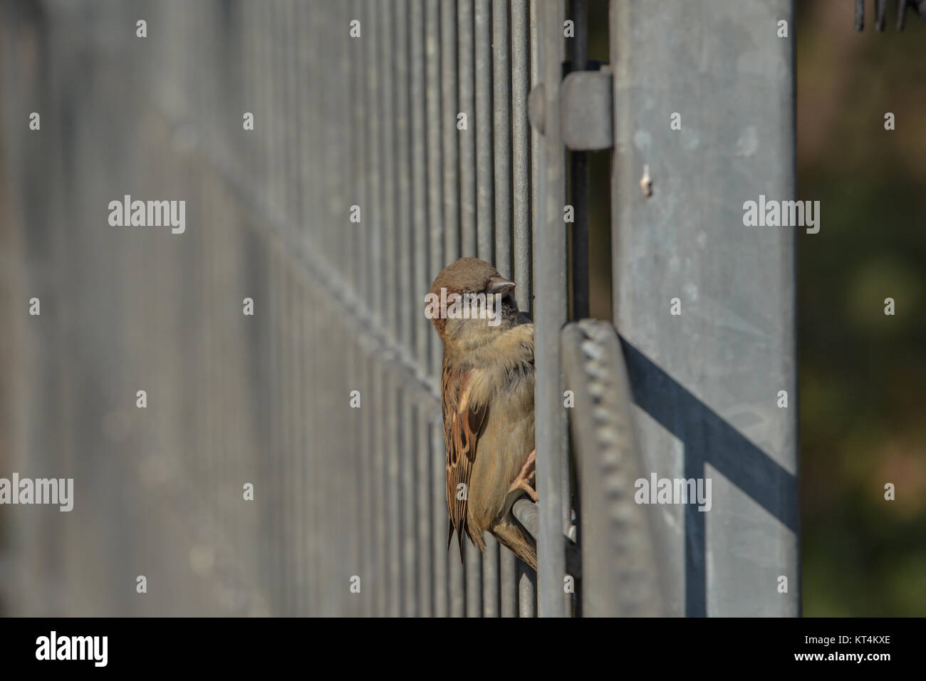 little sparrow Stock Photo