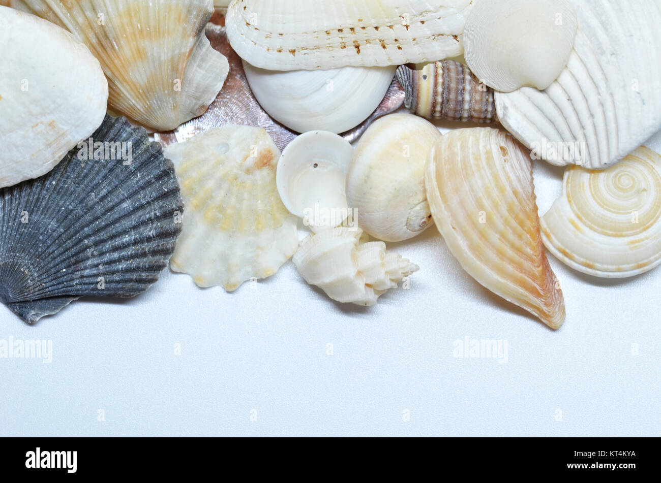 Sea shells scraped together Stock Photo - Alamy