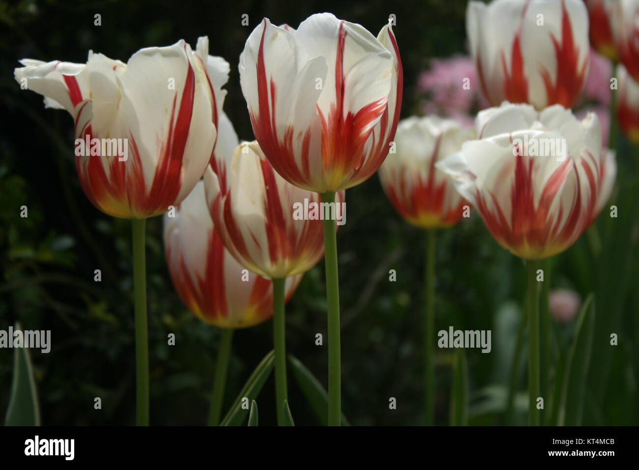White and Red striped long stem tulips Stock Photo Alamy