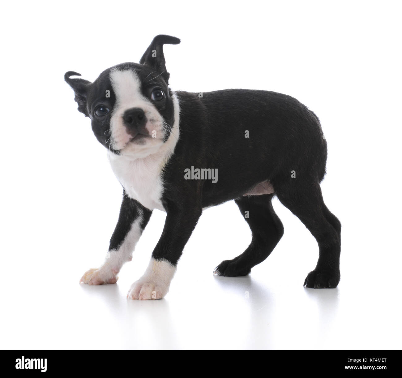 boston terrier puppy standing isolated on white background Stock Photo ...