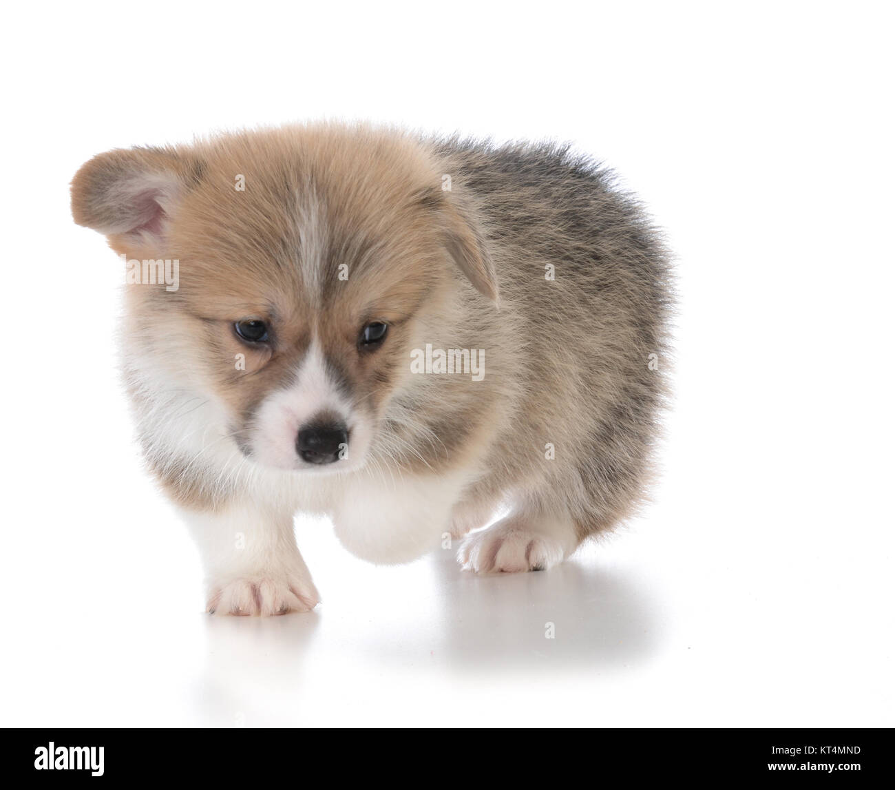 pembroke welsh corgi puppy exploring on white background Stock Photo ...