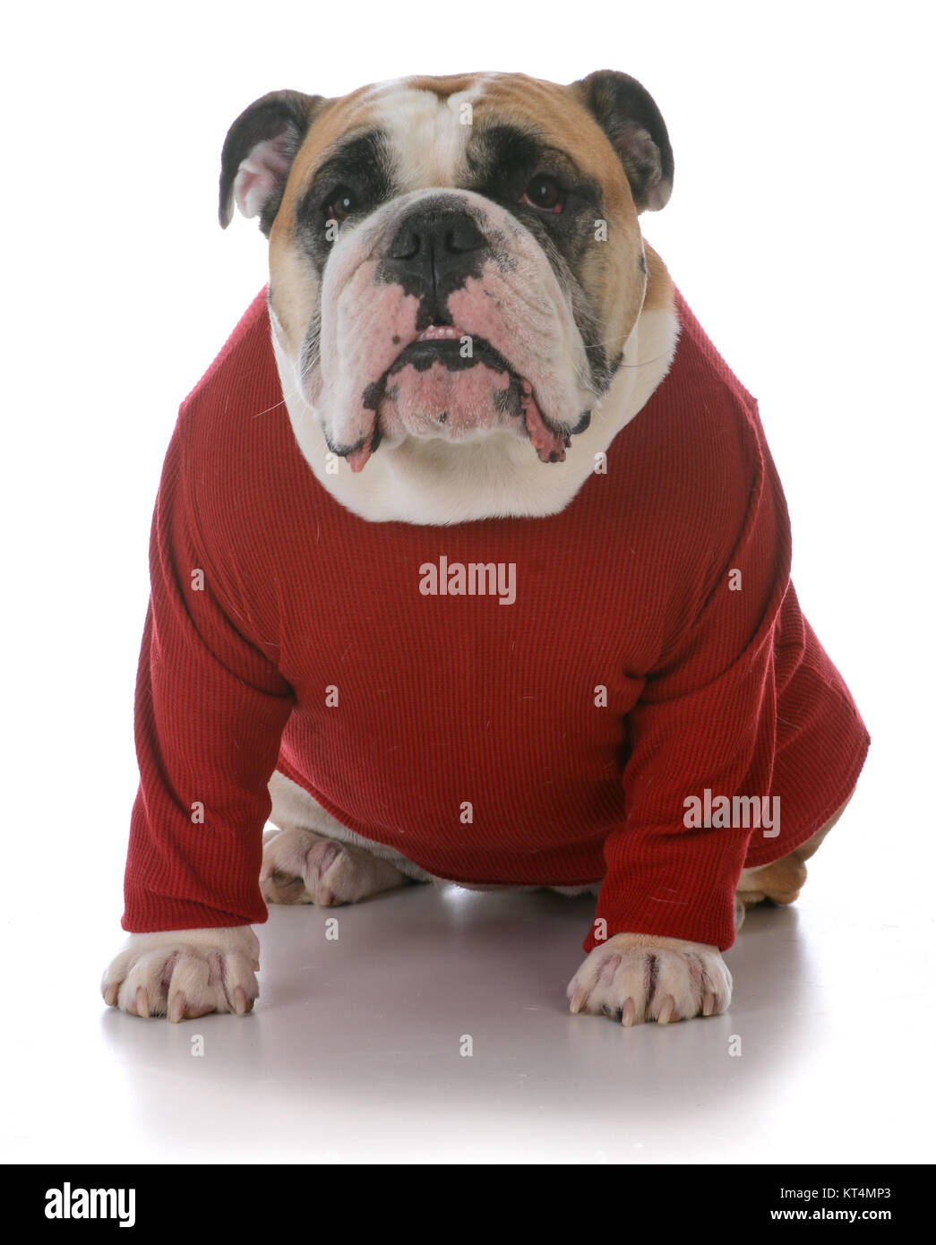 sweater bulldog