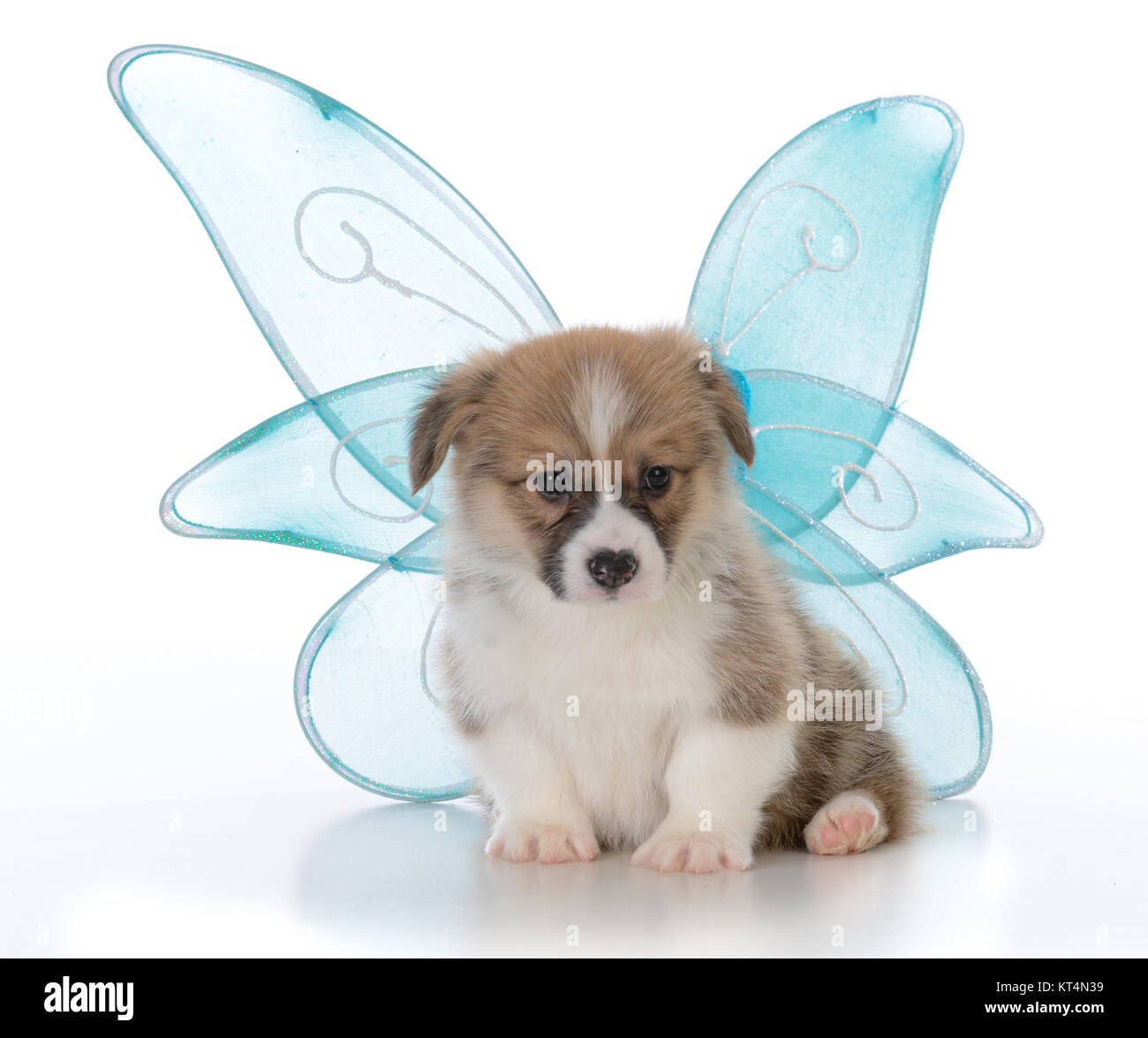 pembroke welsh corgi puppy with angel wings on white background Stock Photo  - Alamy