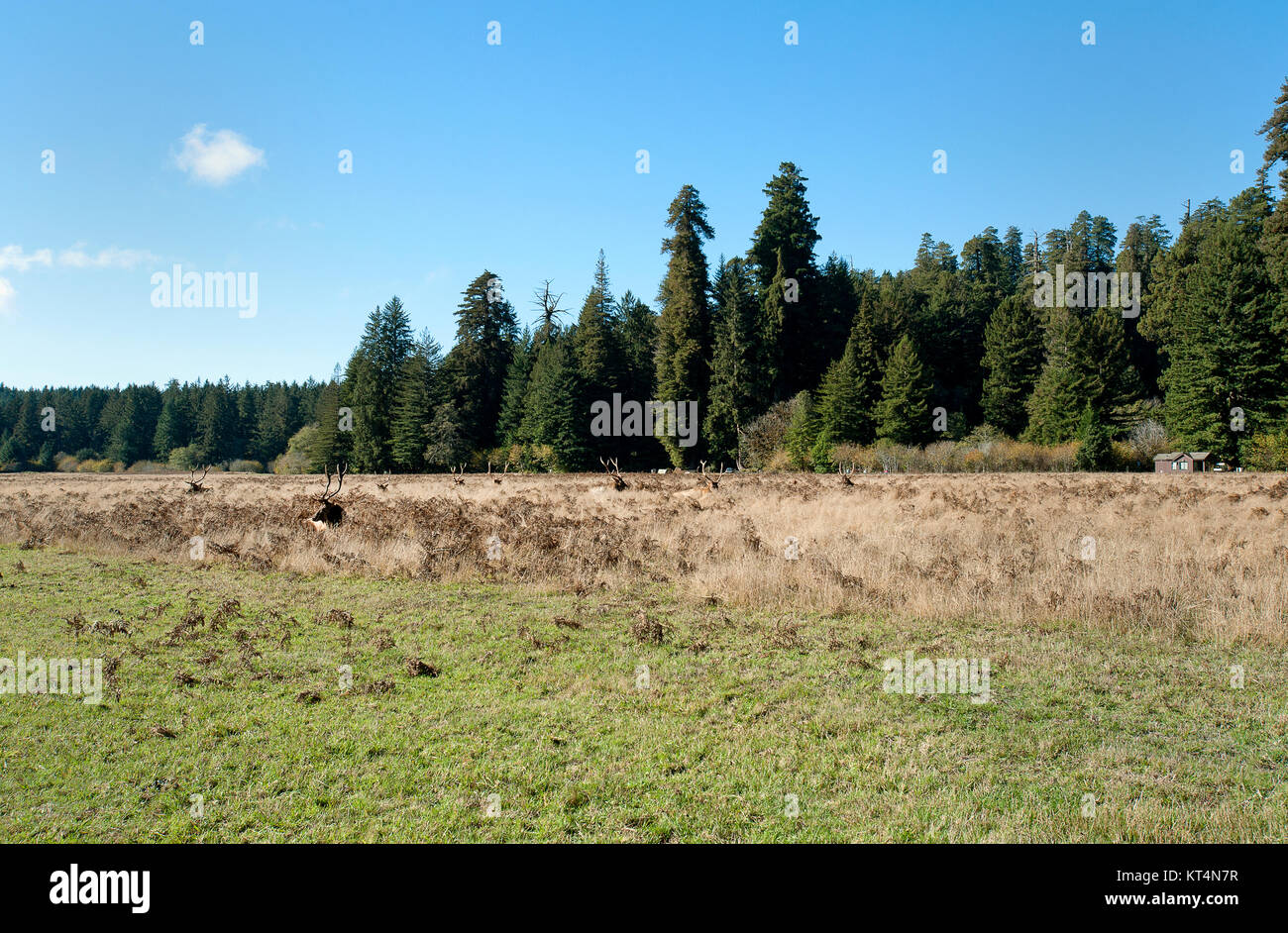 Camouflaged Elk Stock Photo