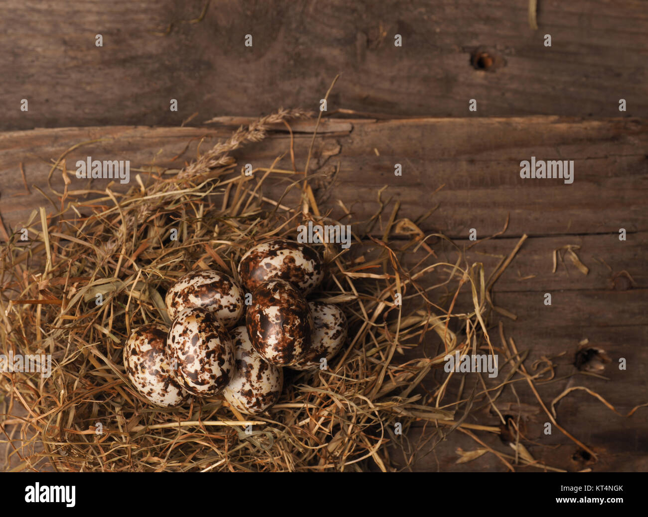 Easter concept with small eggs in a natural nest on wood Stock Photo ...