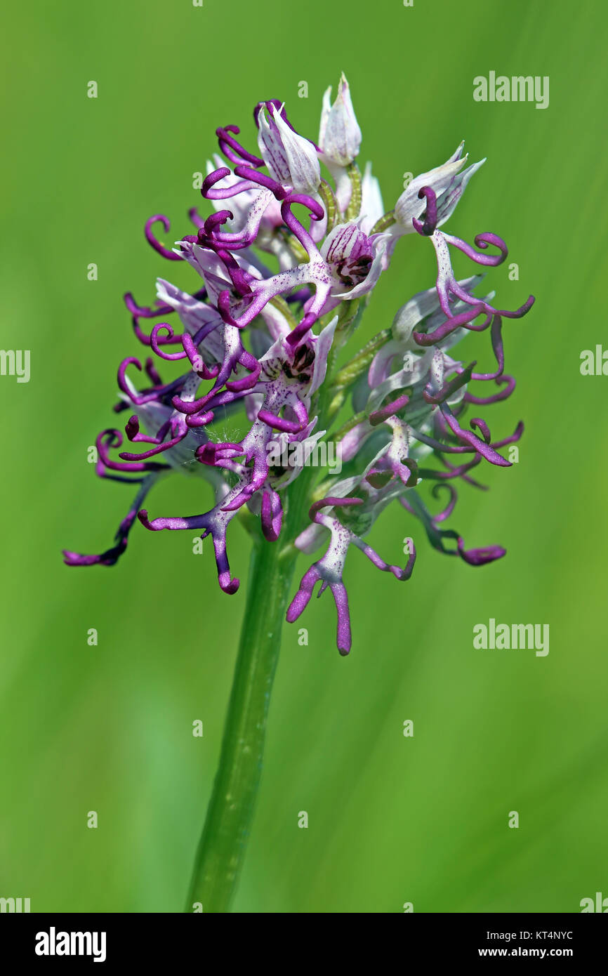 native orchid monkey orchid orchis simia Stock Photo