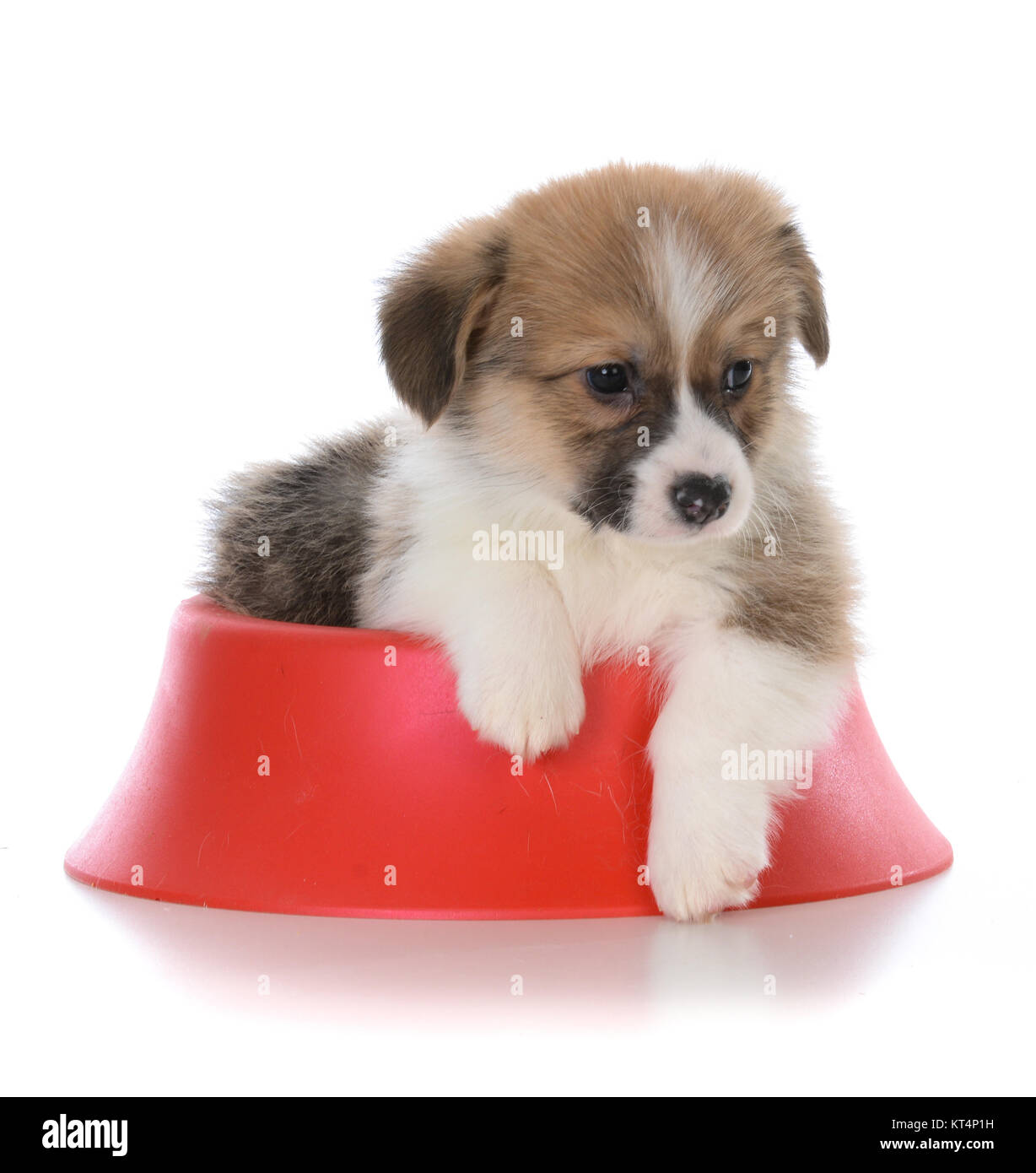 pembroke welsh puppy in a red dog bowl on white background Stock