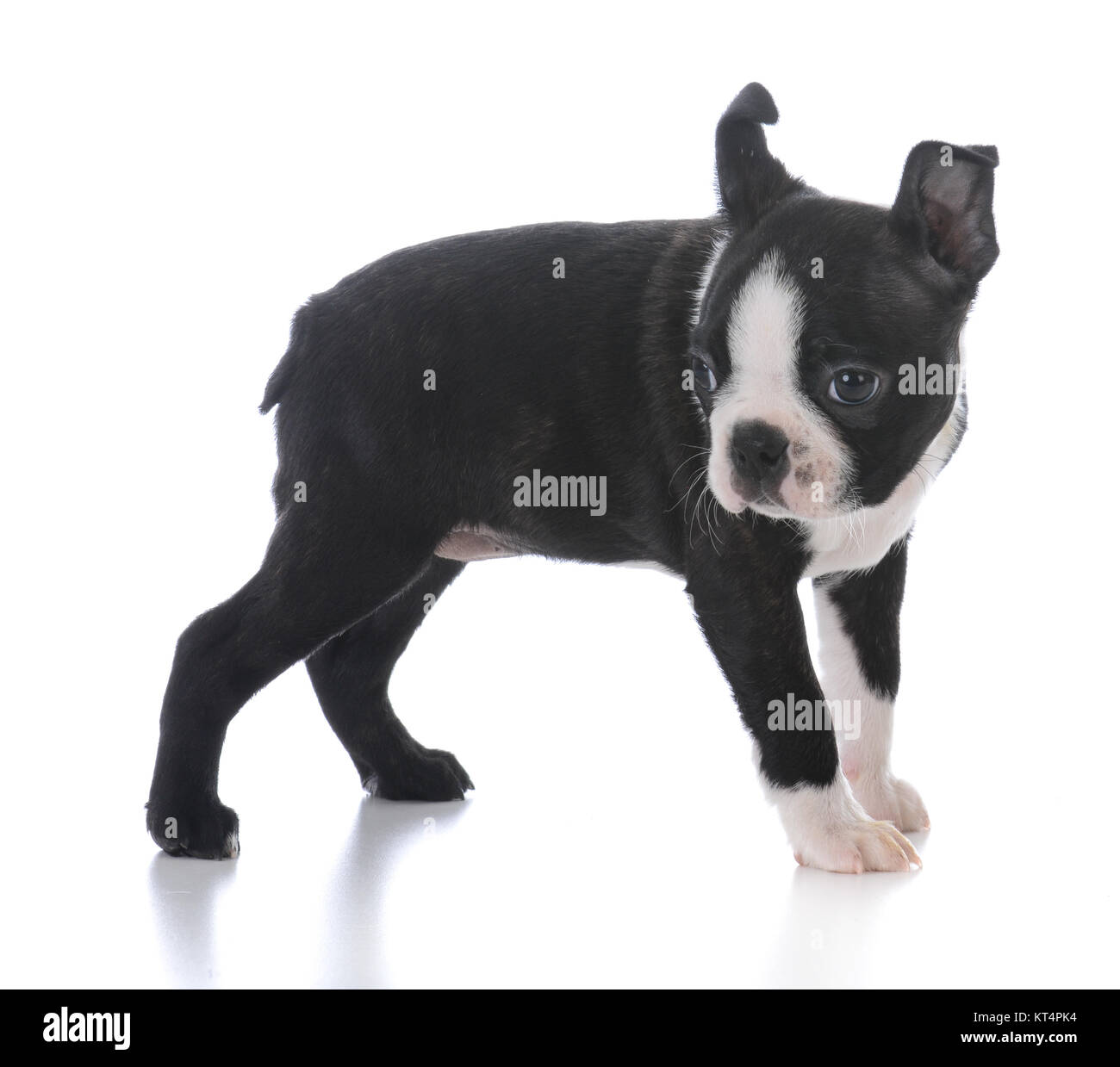 boston terrier puppy standing isolated on white background Stock Photo ...