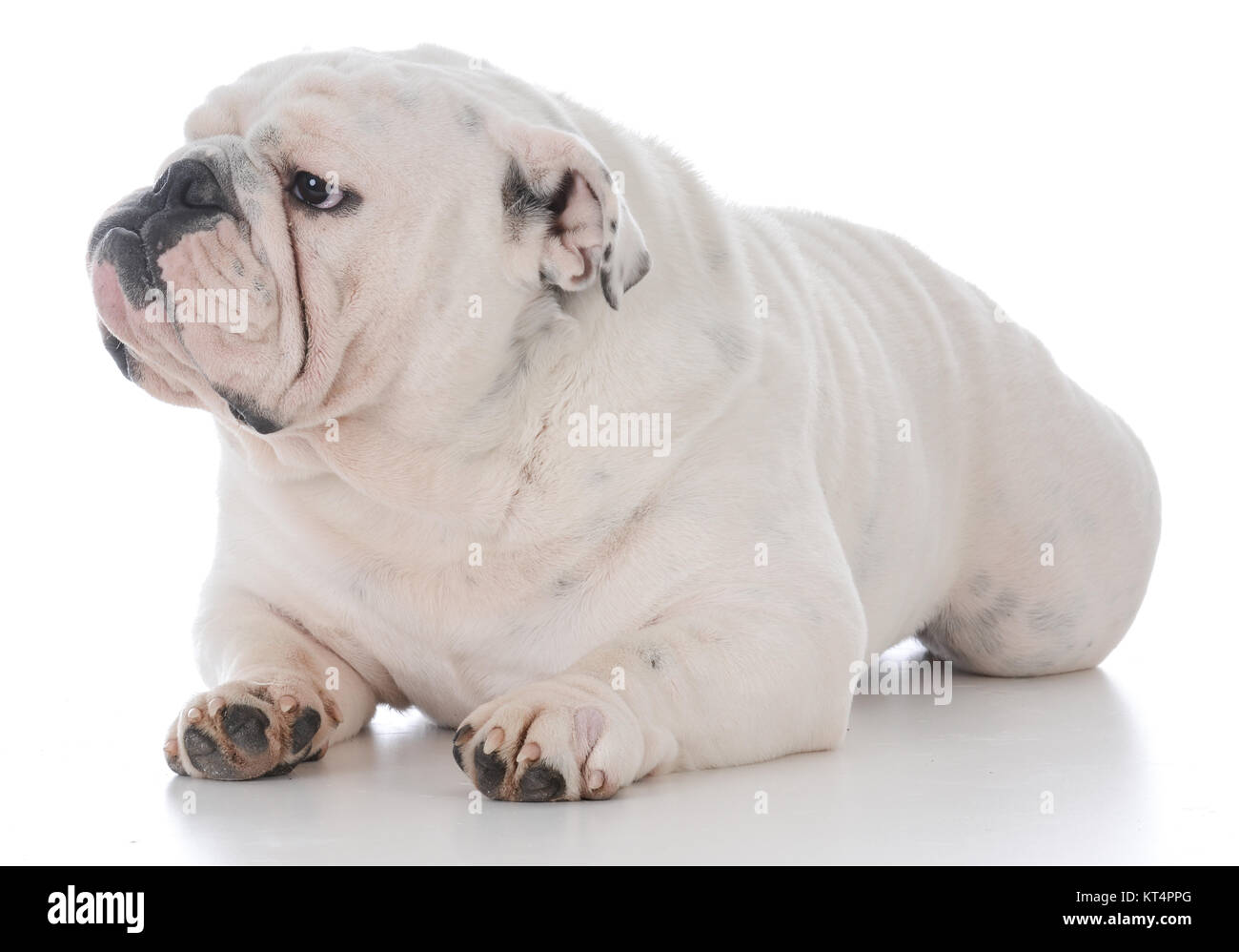 male english bulldog on white background Stock Photo - Alamy