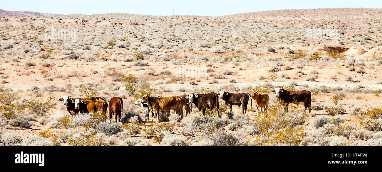 Cattle herd in the Lake Mead National Recreation Area Arizona Stock