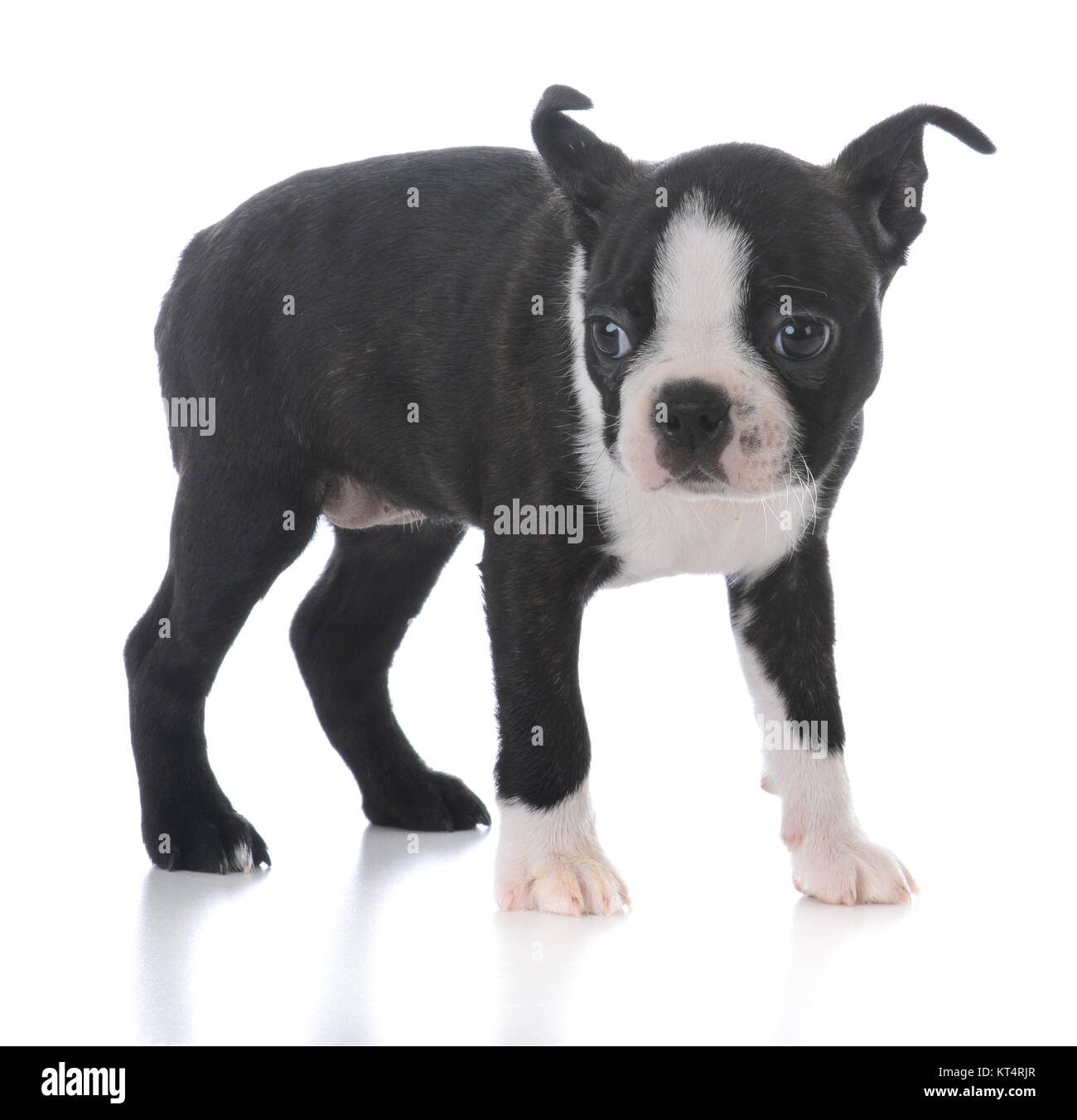 boston terrier puppy standing isolated on white background Stock Photo ...