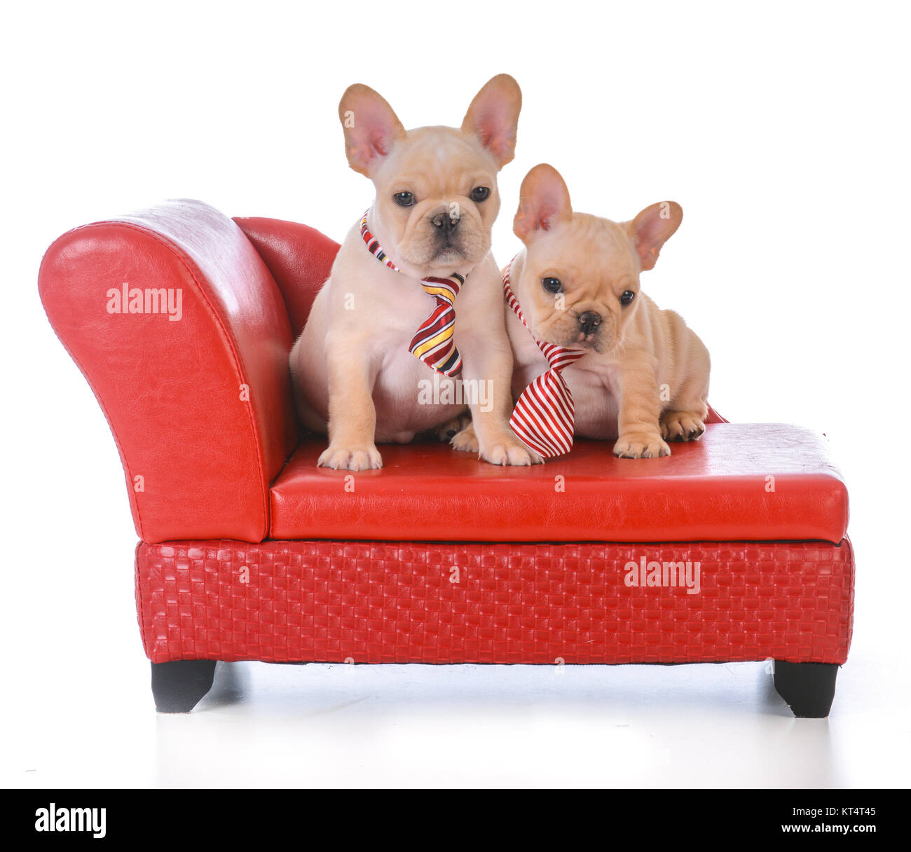 two french bulldog puppies sitting on a red leather couch on white
