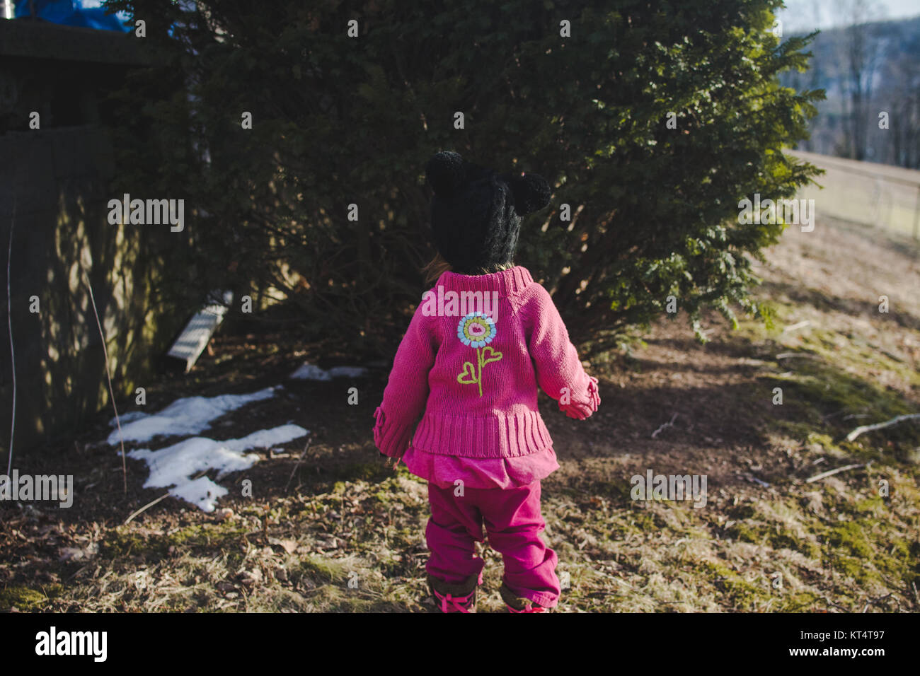 A child stands near a green bush during the winter, while wearing a pink sweater. Stock Photo