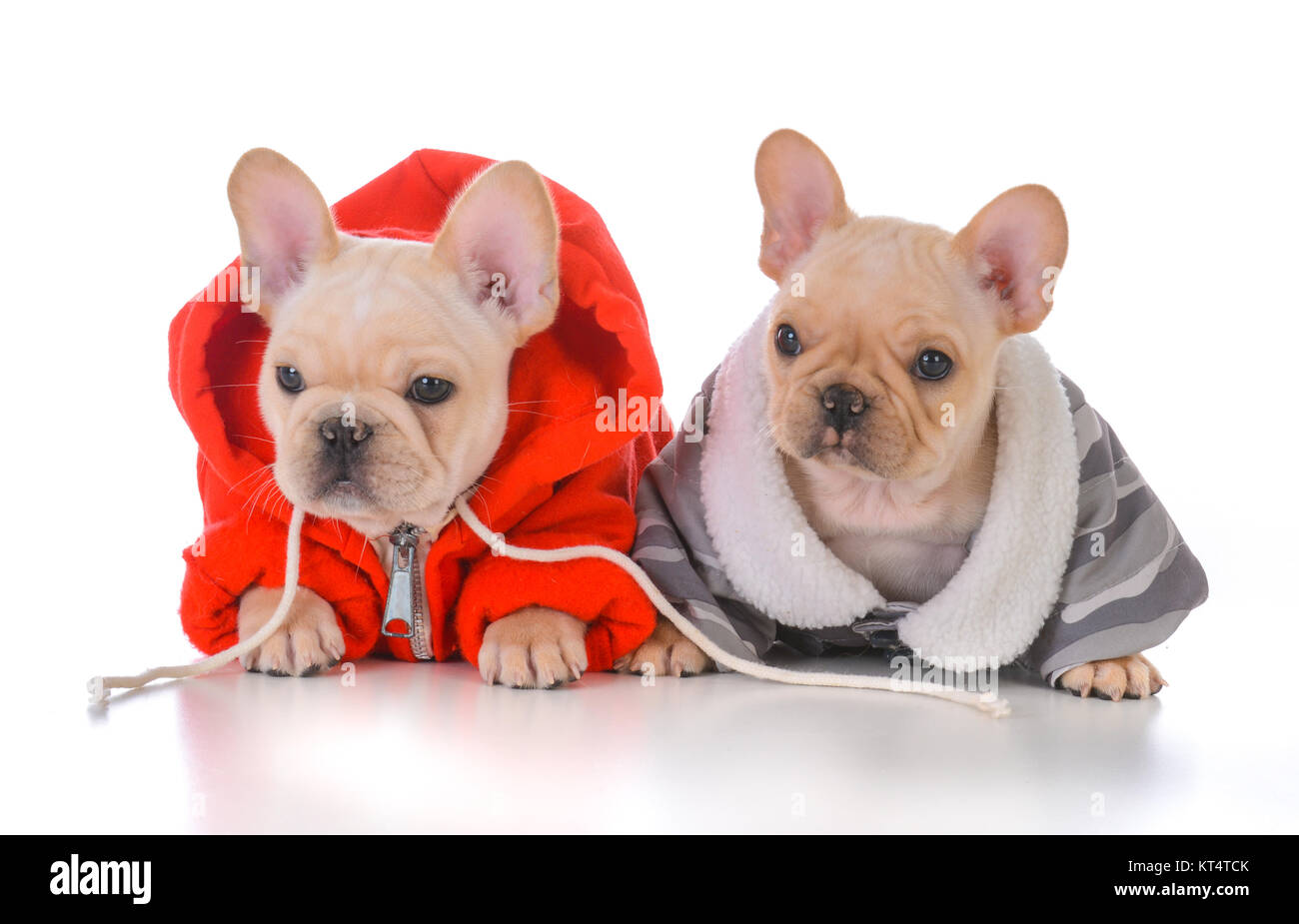 two french bulldog puppies wearing winter jackets Stock