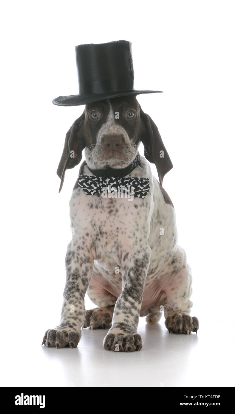 german shorthaired pointer puppy wearing pajamas on white background Stock Photo Alamy