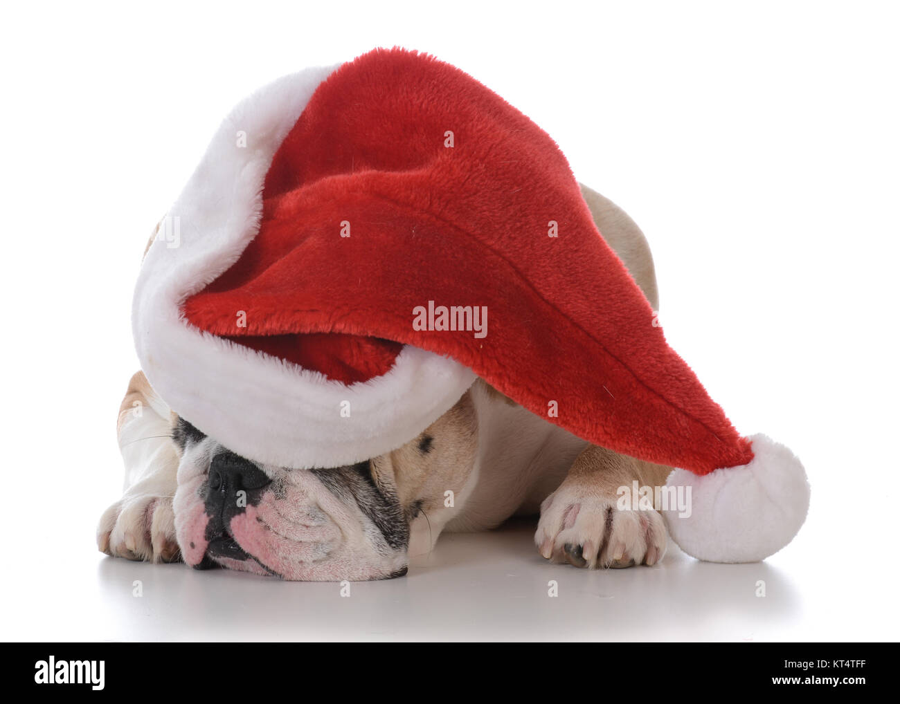 dog wearing a santa hat isolated on white background Stock Photo - Alamy