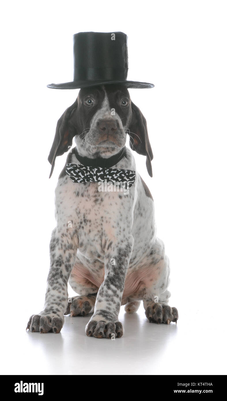 Male German Shorthaired Pointer Puppy Wearing Tophat And Bowtie On