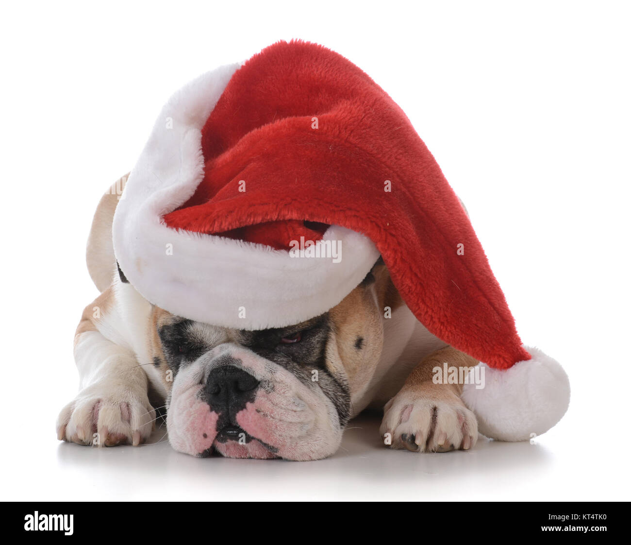 dog wearing a santa hat isolated on white background Stock Photo - Alamy