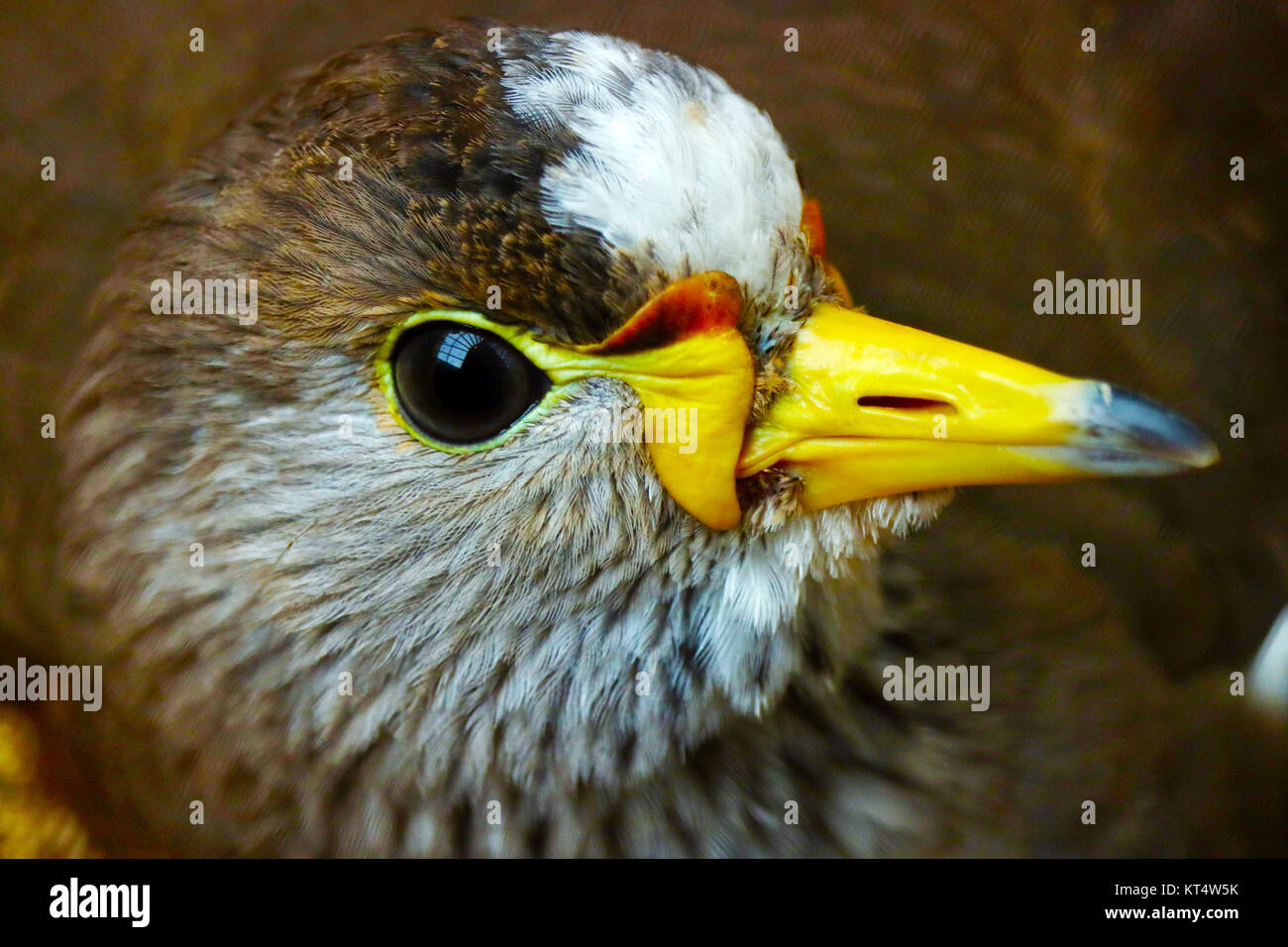 head of an african wattled lapwing (vanellus senegallus) in profile view Stock Photo