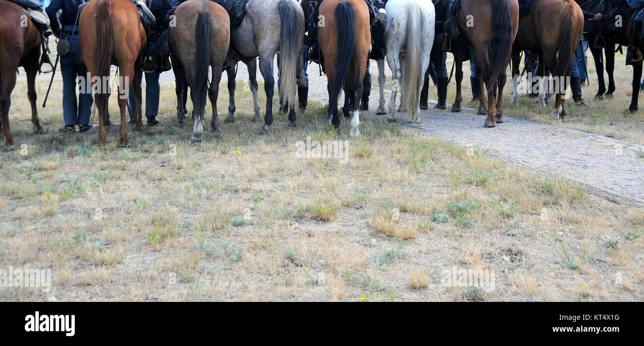 Military horses. Stock Photo