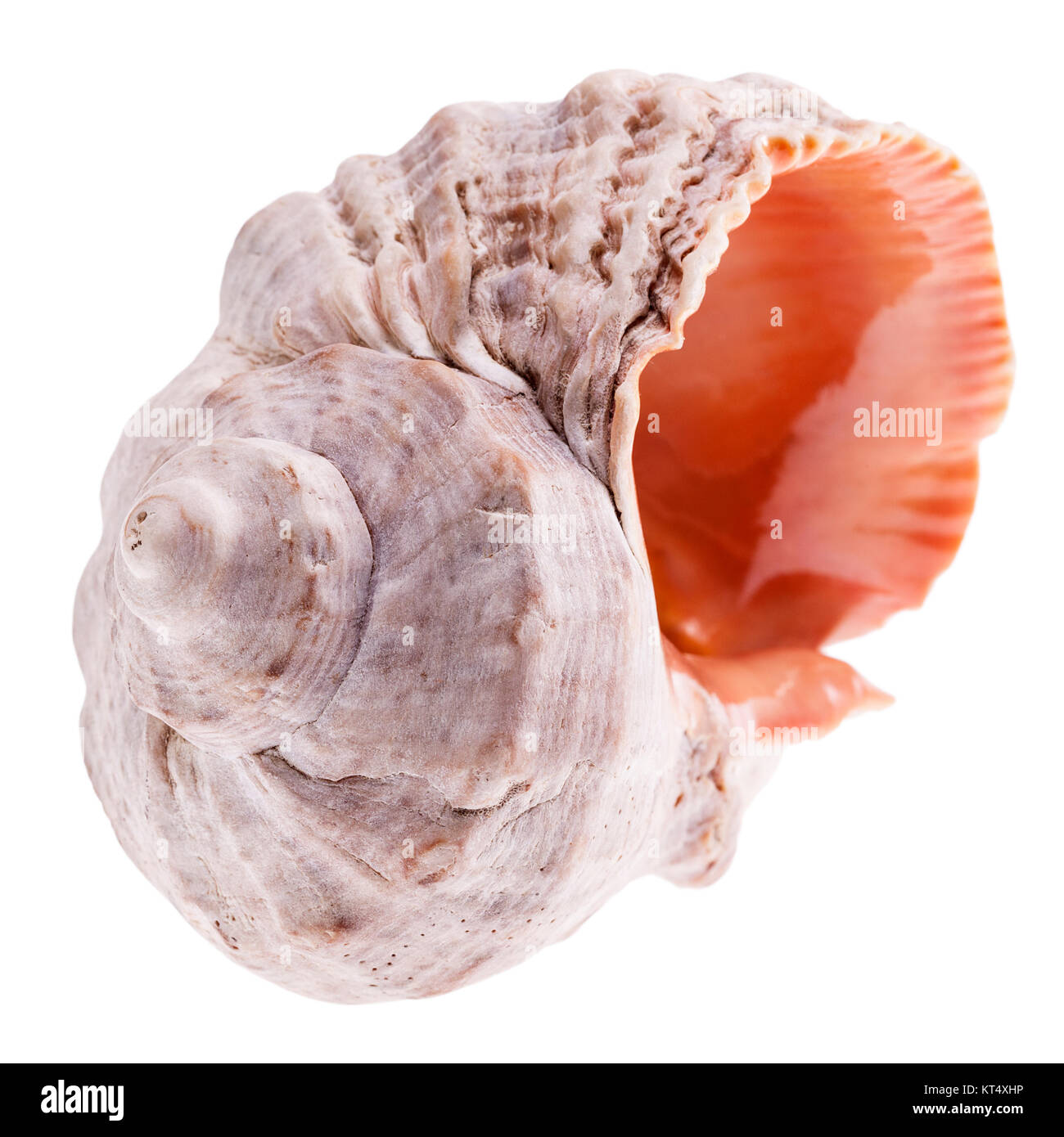 Single sea shell of marine snail isolated on white background Stock Photo