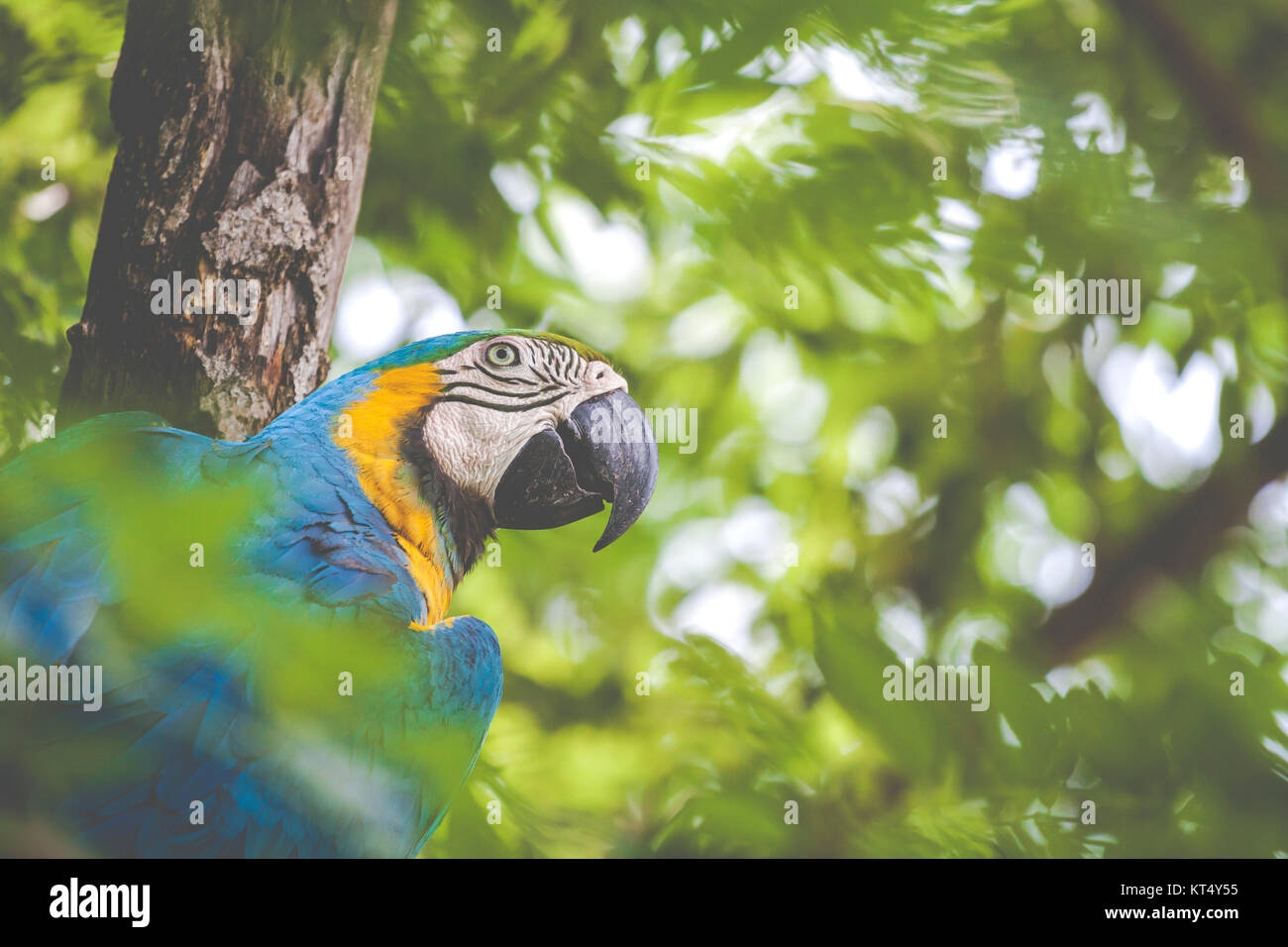 A blue and yellow mackaw parrot Stock Photo