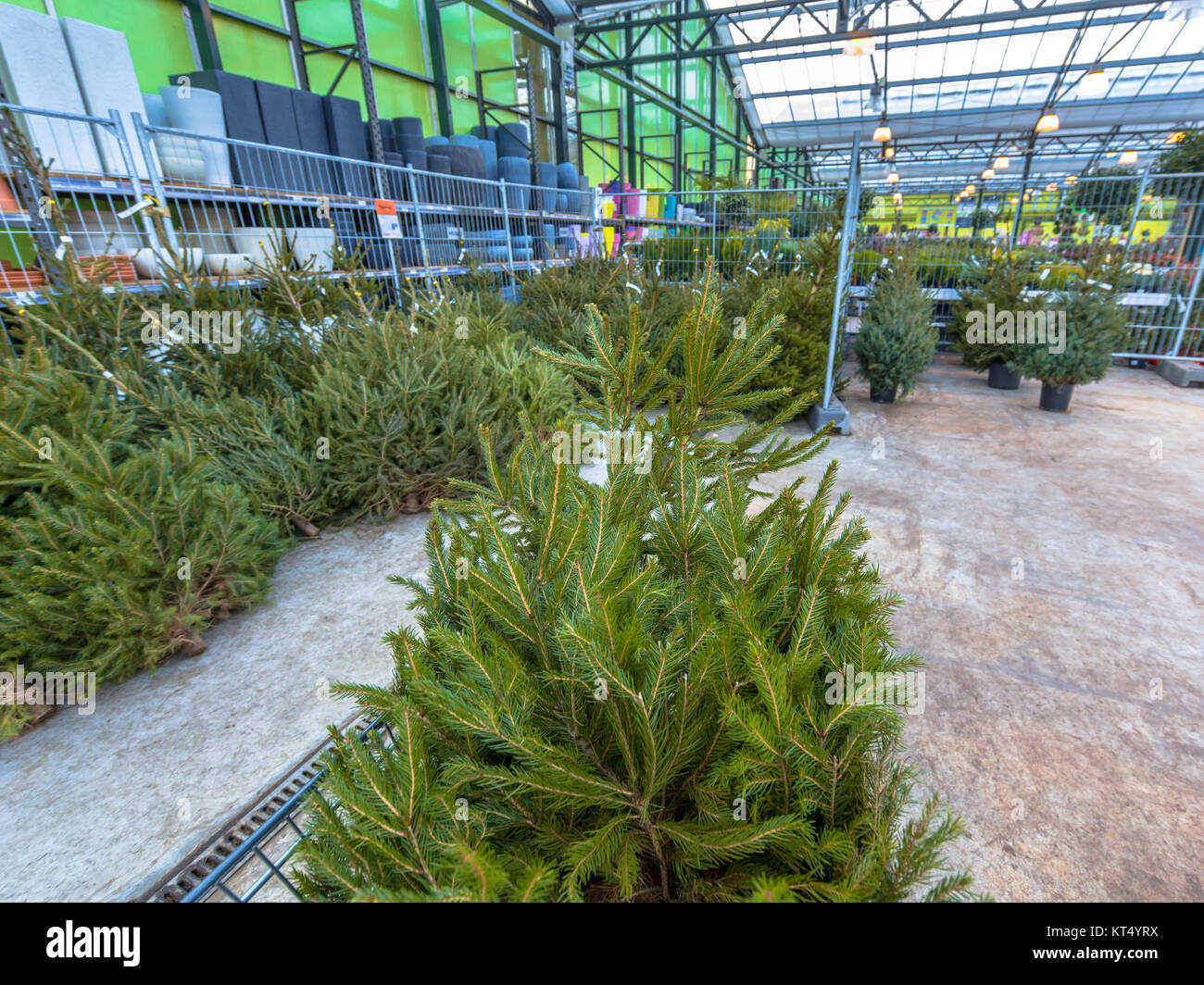 Christmas tree in a cart at a xmas market in a garden center Stock Photo