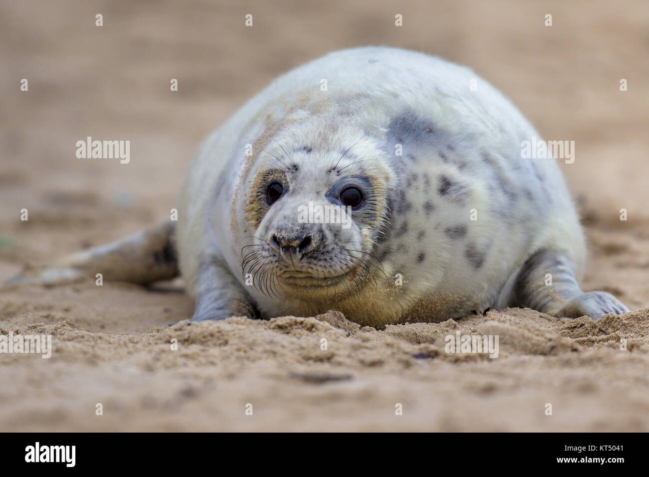 Friendly looking baby common seal (Phoca vitulina) one animal looking curious in camera while lying on beach Stock Photo