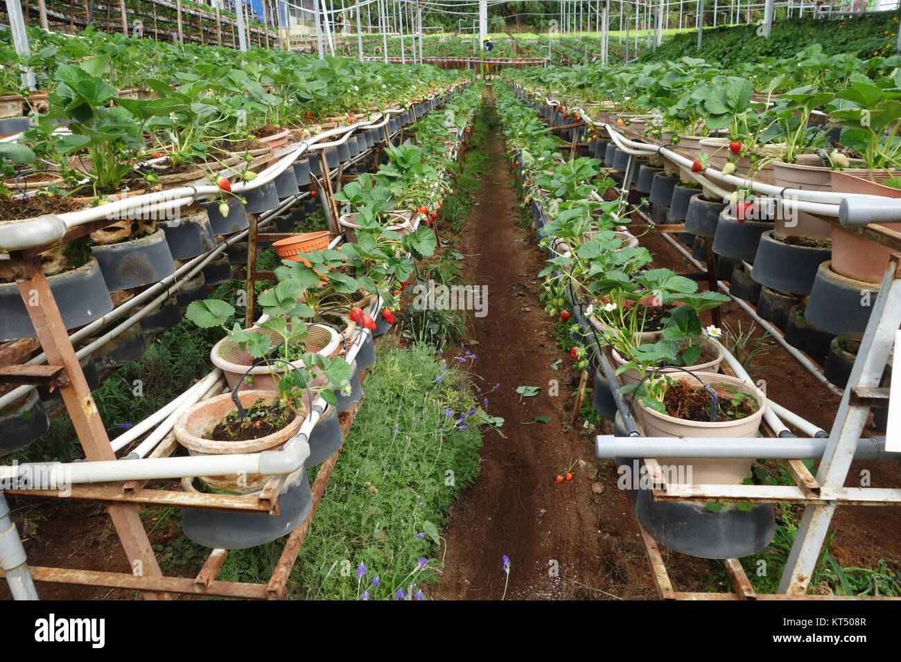 Fresh strawberries that are grown in greenhouses Stock Photo - Alamy