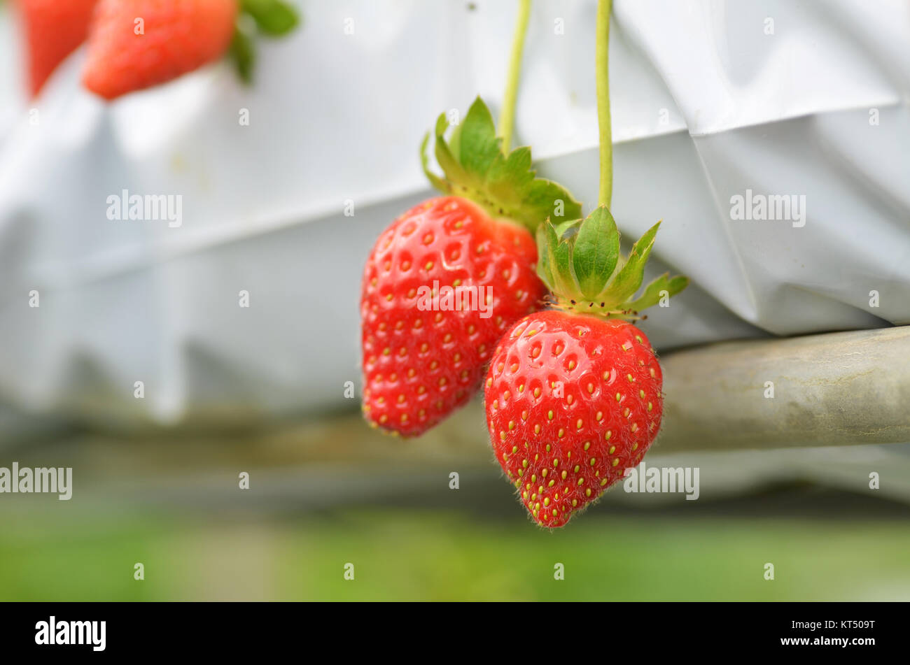 Fresh strawberries that are grown in greenhouses Stock Photo - Alamy